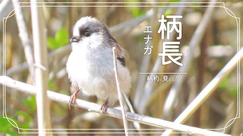 鳥種類|身近な鳥30種類の名前を調べる【写真で見る】